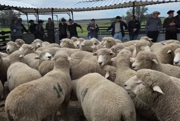 Corriedale alcança quase 276 quilos de carne por hectare em avaliação no RS