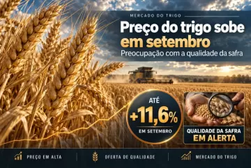 Preço do trigo sobe até 11,6% em setembro com preocupação sobre qualidade da safra