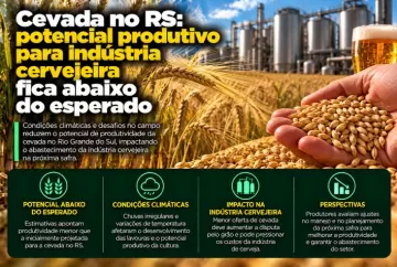 Cevada no RS: potencial produtivo para indústria cervejeira fica abaixo do esperado