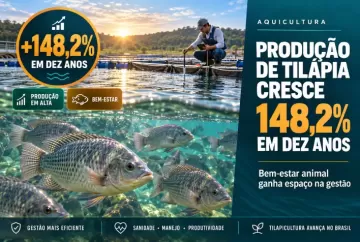 Produção de tilápia cresce 148,2% em dez anos; bem-estar animal ganha espaço na gestão