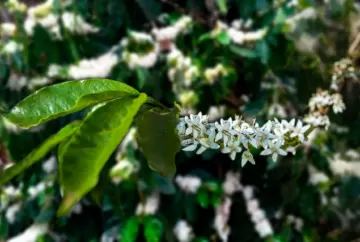 Florada do café antecipa safra 2027 e exige atenção ao pegamento dos frutos