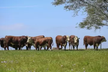 Genética da Campanha ofertará 79 touros de cinco raças na Farm Show em Dom Pedrito