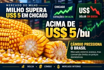 Milho supera US$ 5 em Chicago, mas dólar em queda pressiona mercado brasileiro