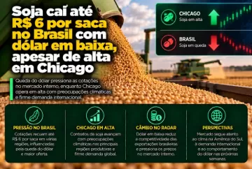 Soja cai até R$ 6 por saca no Brasil com dólar em baixa, apesar de alta em Chicago