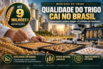 Qualidade do trigo cai no Brasil e importações podem chegar a 9 milhões de toneladas