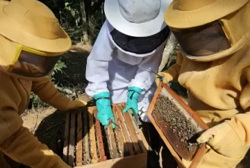 Seminário gratuito de apicultura e meliponicultura reúne produtores em Caxambu