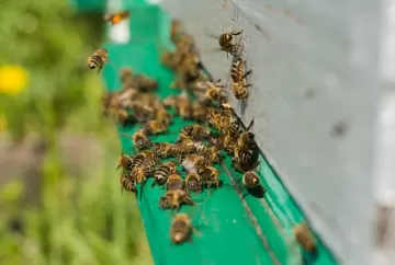 Limpeza de pulverizadores reduz contaminação cruzada e ajuda a proteger abelhas