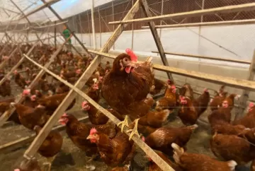 Ovos livres de gaiolas: Fazenda Speranza chega a 80 mil unidades por dia em Minas Gerais