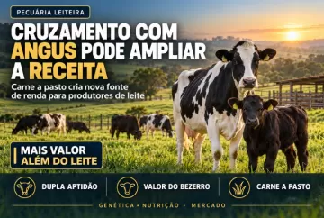 Cruzamento com Angus pode ampliar receita de produtores de leite com carne a pasto
