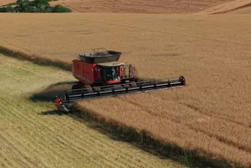 Canola cresce 102,64% no RS; Ijuí recebe abertura nacional da colheita em 13 de outubro