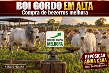 Boi gordo sobe e melhora compra de bezerros, mas reposição segue acima da média histórica