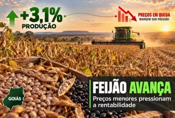 Produção de feijão em Goiás cresce 3,1%, mas queda nos preços desafia rentabilidade
