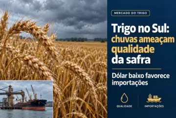 Trigo no Sul: chuvas ameaçam qualidade da safra e dólar baixo favorece importações
