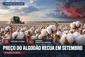 Preço do algodão recua em setembro com pressão externa e demanda doméstica limitada