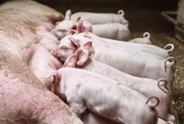 Topigs Norsvin conquista certificação Ouro em Bem-Estar Único na genética suína