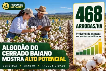 Algodão no Cerrado baiano: cultivares alcançam 468 arrobas por hectare em ensaios