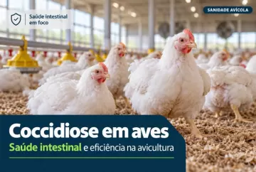 Coccidiose em aves: saúde intestinal ganha foco para melhorar eficiência na avicultura