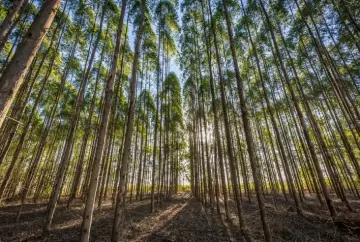 Gesso agrícola eleva volume inicial de eucalipto em até 65% em experimento em Minas Gerais