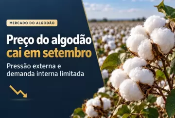 Preço do algodão cai em setembro com pressão externa e demanda interna limitada