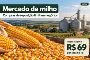 Mercado de milho: compras de reposição limitam negócios e preços chegam a R$ 69 no RS