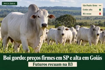 Boi gordo mantém preços firmes em São Paulo e sobe em Goiás; futuros recuam na B3