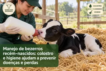 Manejo de bezerros recém-nascidos: colostro e higiene ajudam a prevenir doenças e perdas
