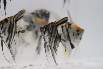Piscicultura ornamental da Zona da Mata propõe rastreabilidade e certificação ao Ministério da Pesca