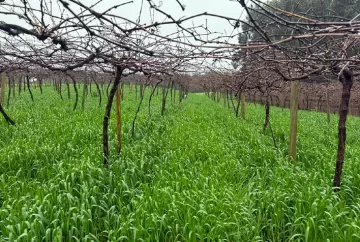 Aveia-preta em vinhedos: Embrapa identifica sete materiais tolerantes ao excesso de cobre