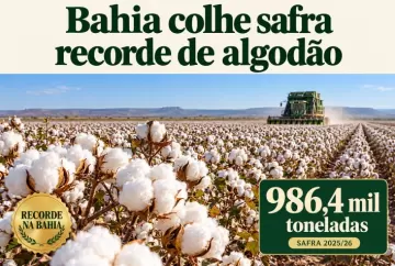 Bahia colhe safra recorde de algodão de 986,4 mil toneladas em 2025/26