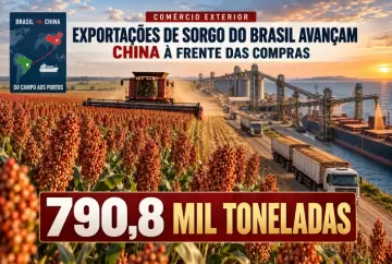 Exportações de sorgo do Brasil chegam a 790,8 mil toneladas com China à frente das compras