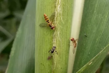 Controle biológico reduz pulgão-do-sorgo em lavouras de Minas Gerais
