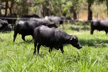 Bubalinocultura: encontro nacional em Florianópolis debaterá produção de carne, leite e reprodução