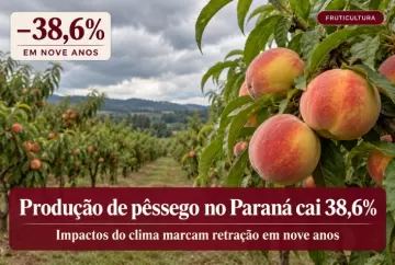 Produção de pêssego no Paraná cai 38,6% em nove anos com impactos do clima