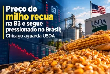 Preço do milho recua na B3 e segue pressionado no Brasil; Chicago aguarda USDA