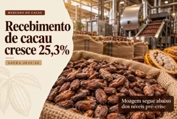 Recebimento de cacau cresce 25,3% na safra 2025/26, mas moagem ainda está abaixo dos níveis pré-crise