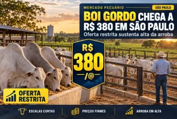 Boi gordo chega a R$ 380 em São Paulo e oferta restrita sustenta alta da arroba