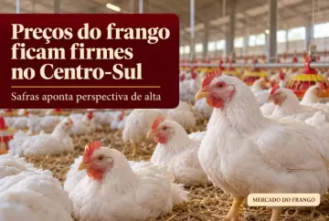 Preços do frango ficam firmes e têm perspectiva de alta no Centro-Sul, aponta Safras