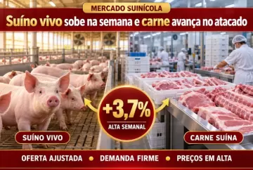 Preço do suíno vivo sobe 3,7% na semana e carne suína avança no atacado