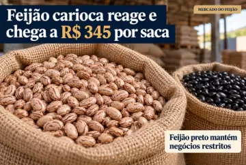 Preço do feijão carioca reage e chega a R$ 345 por saca; preto mantém negócios restritos