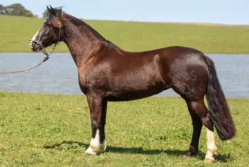 Leilão de cavalos Crioulos em Dom Pedrito terá 30 lotes com genética ligada ao Freio de Ouro