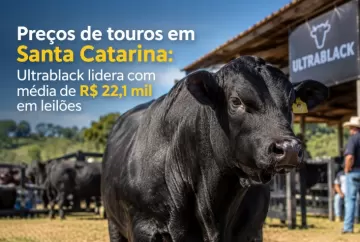 Preços de touros em Santa Catarina: Ultrablack lidera com média de R$ 22,1 mil em leilões