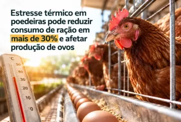 Estresse térmico em poedeiras pode reduzir consumo de ração em mais de 30% e afetar produção de ovos