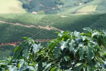 Preço do café arábica cai 8,9% em setembro e clima ganha peso para a safra 2027