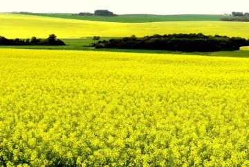 Canola cresce 102,6% no RS e amplia oferta de matéria-prima para biodiesel