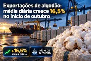 Exportações de algodão: média diária cresce 16,5% no início de outubro