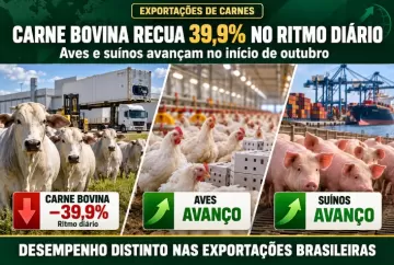 Exportações de carne bovina recuam 39,9% no ritmo diário de outubro; aves e suínos avançam