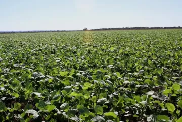 Plantio da soja 2026/27 no Tocantins começa pontual, com produtores à espera de chuvas