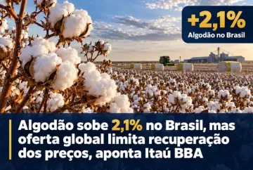 Algodão sobe 2,1% no Brasil, mas oferta global limita recuperação dos preços, aponta Itaú BBA