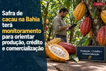 Safra de cacau na Bahia terá monitoramento para orientar produção, crédito e comercialização