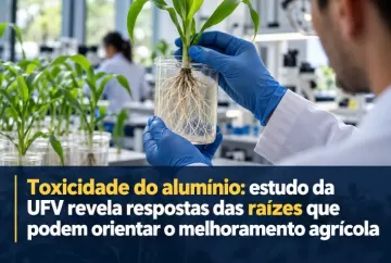 Toxicidade do alumínio: estudo da UFV revela respostas das raízes que podem orientar o melhoramento agrícola